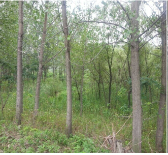 20̖ ɽǧɽ^(q)|ɽ(zhn)ԭ2̎ʹÙ(qun)